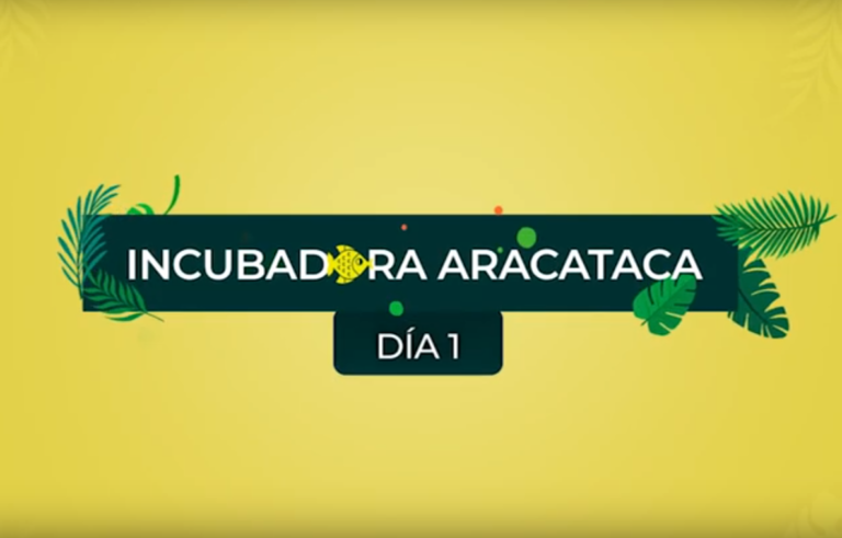 Lee más sobre el artículo El día a día de la Incubadora Aracataca